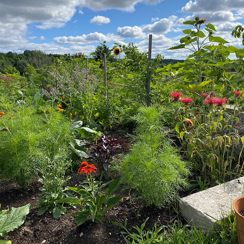 2020 Garden Recap on The Fresh Exchange