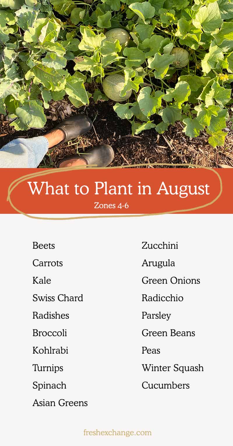 List of things you can plant in August in your garden. Including zones 4-6