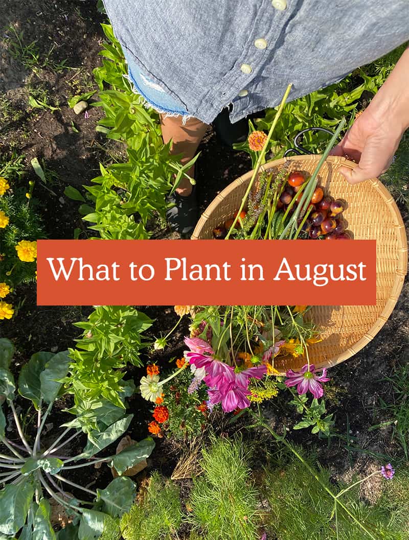 Garden plants to start in august