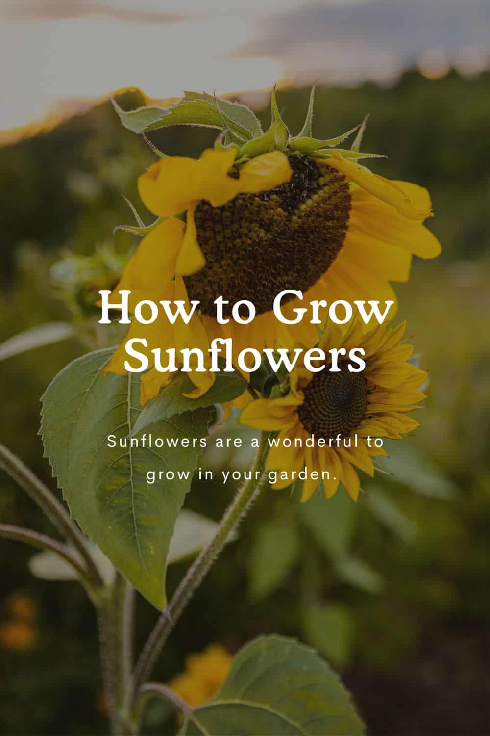 yellow sunflowers with text overlay