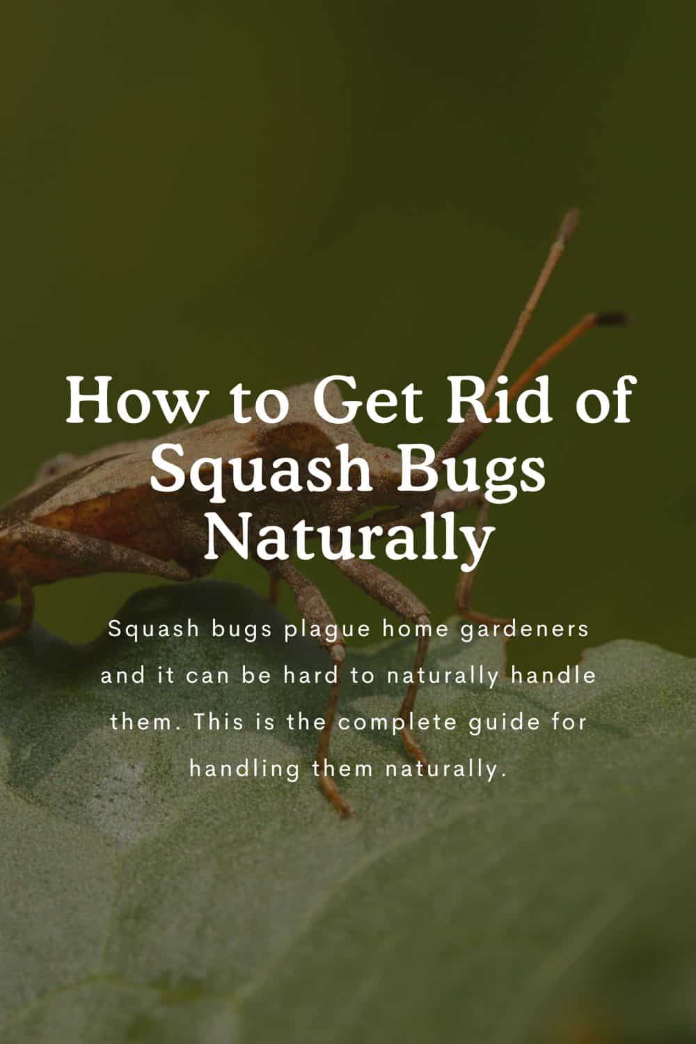 How to get rid of squash bugs naturally