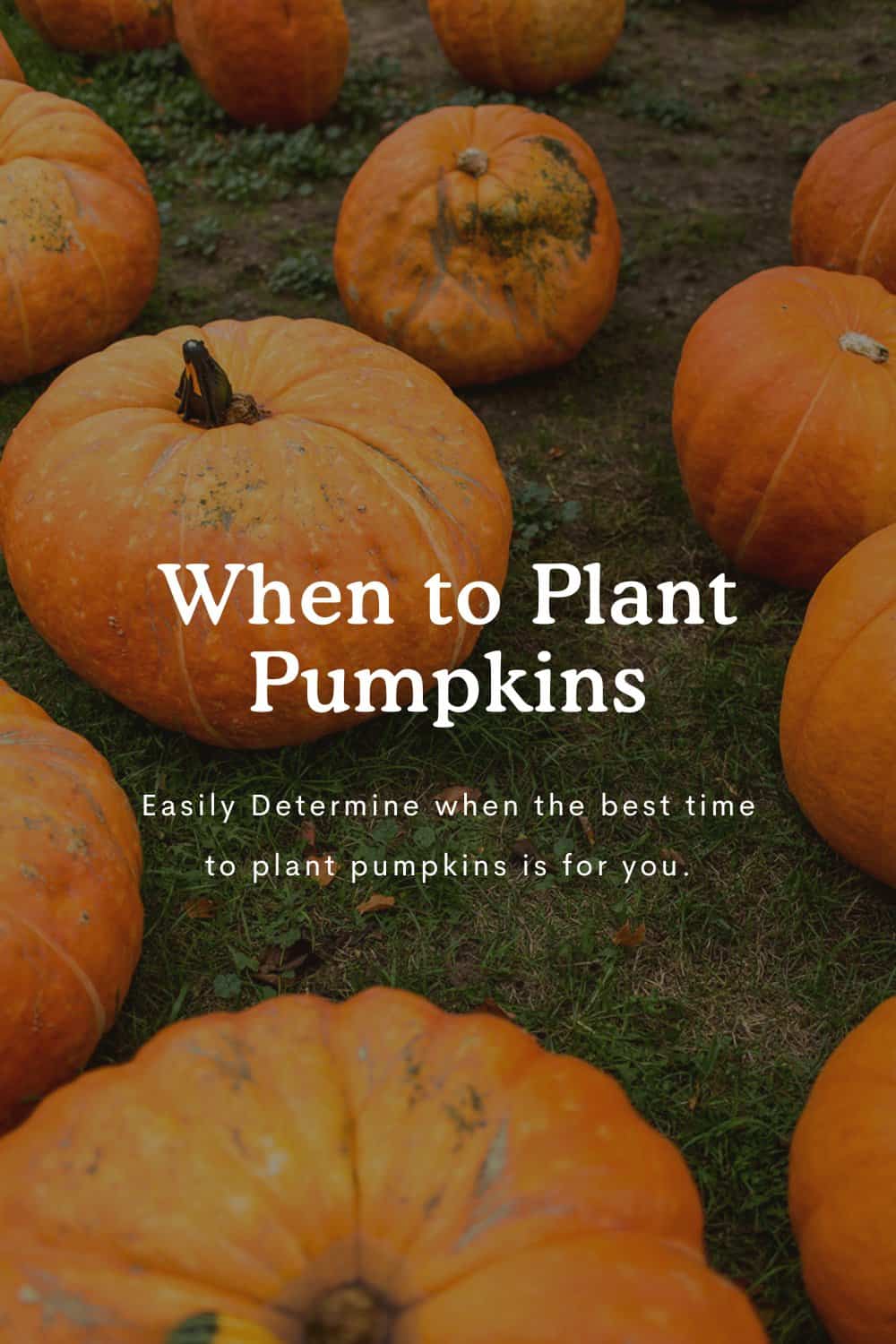 orange pumpkins on grass with text over laid