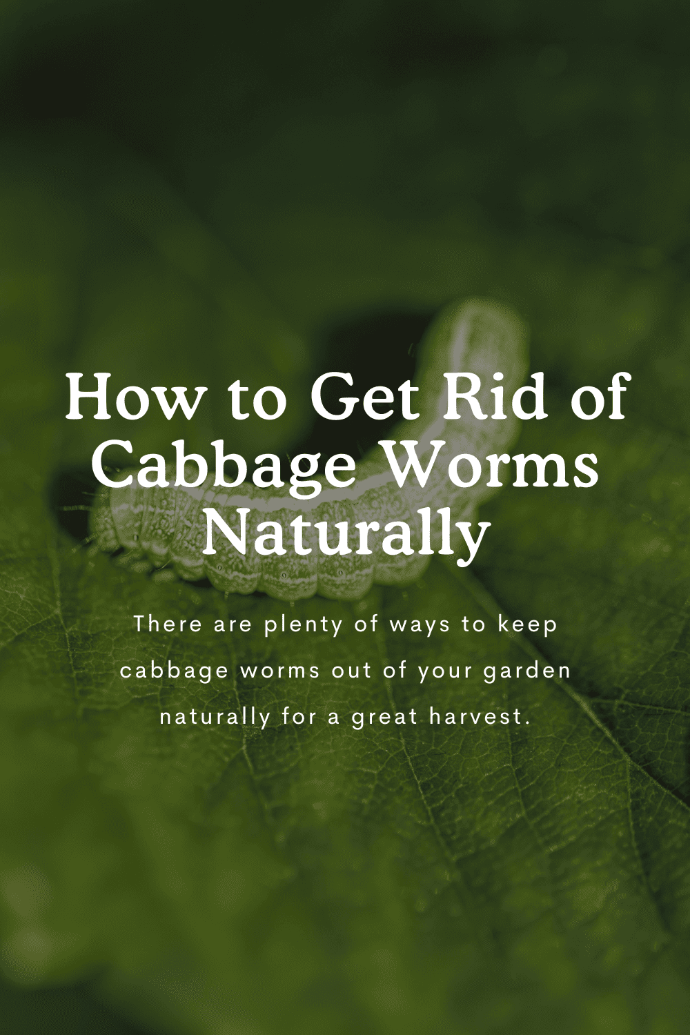 How to Get Rid of Cabbage Worms Naturally