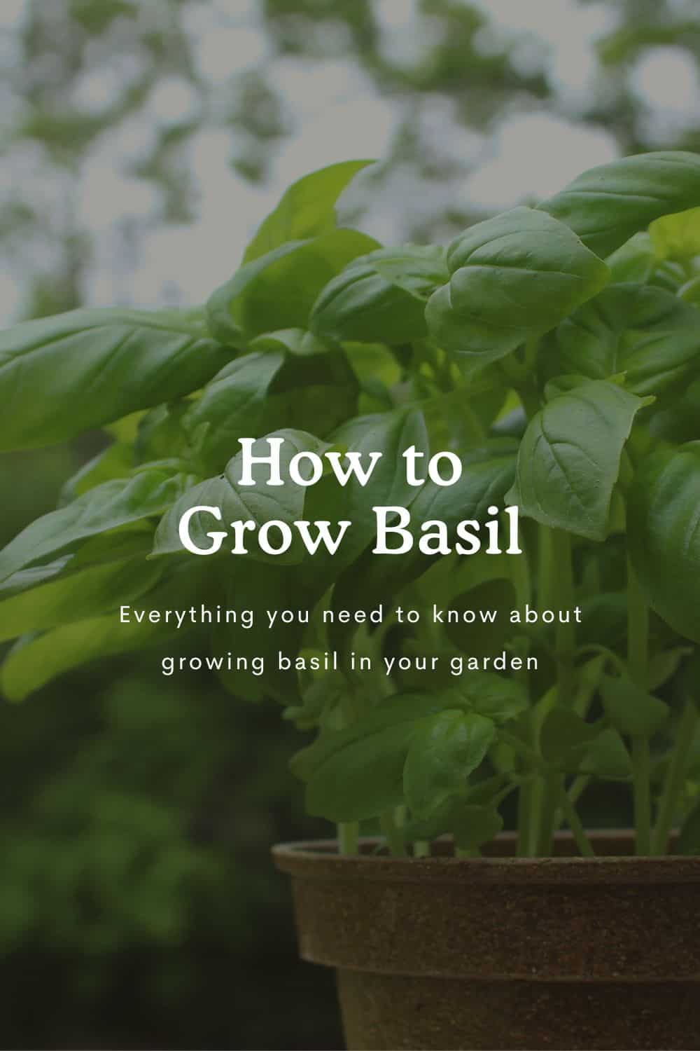 How to Grow Basil text over image of basil