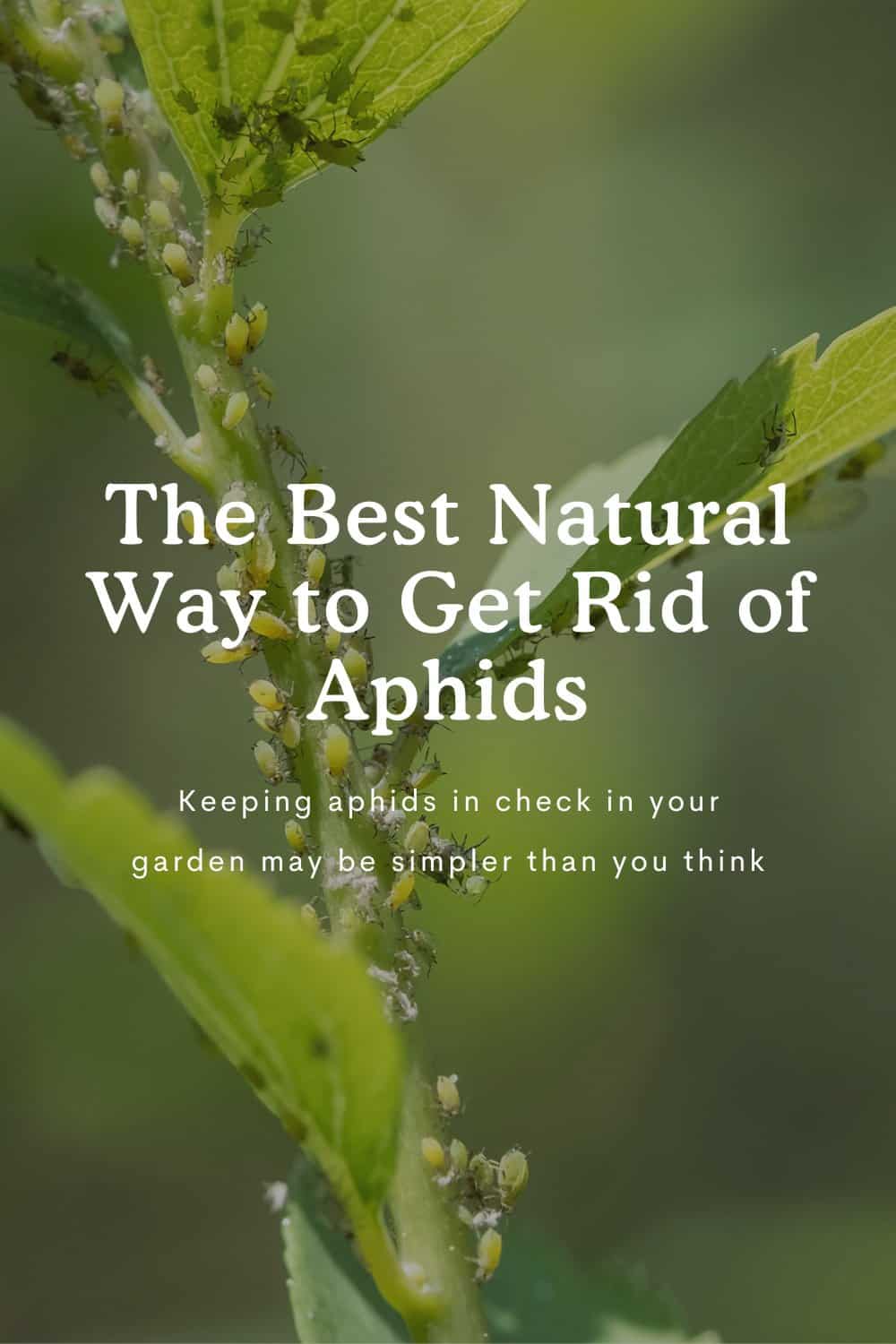 The best natural way to get rid of aphids