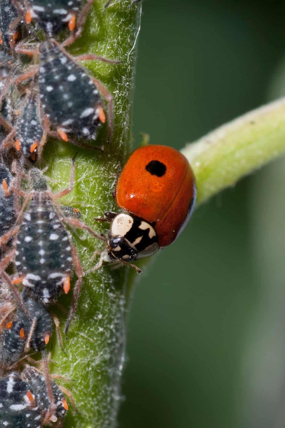 ladybug eating aphids on a plant