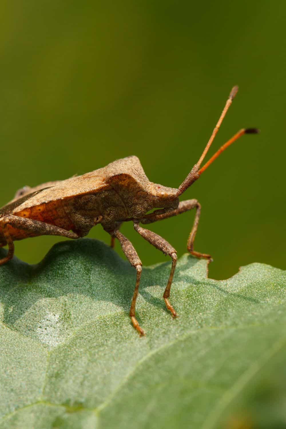 How to get rid of squash bugs naturally