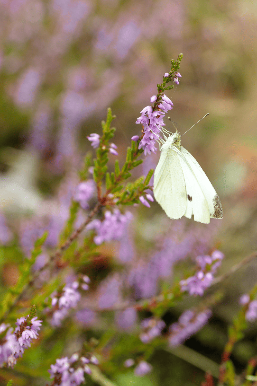 cabbage moth on a purple plant