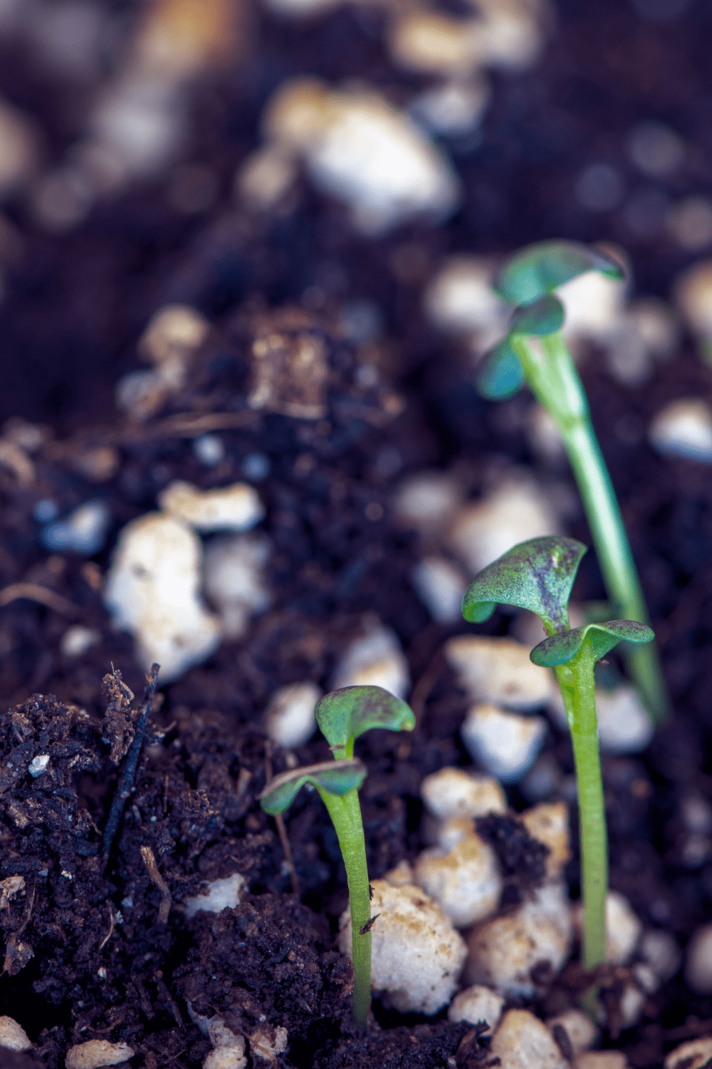 brassice sprouts coming up in soil