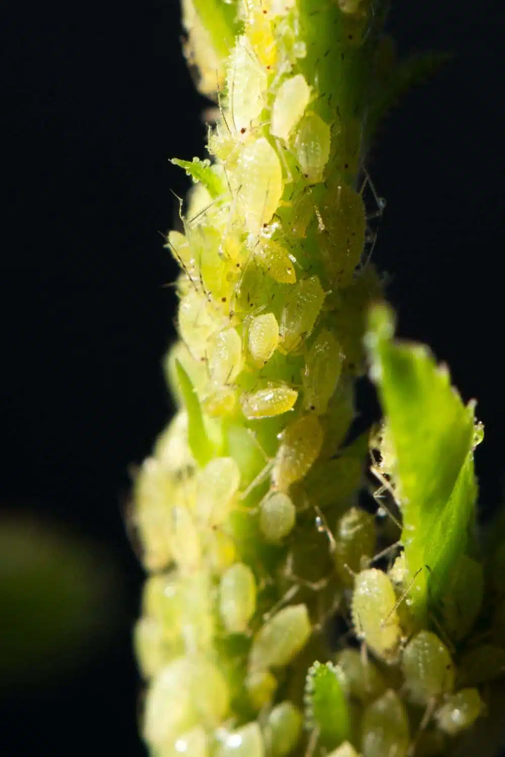 aphids on a plant stem