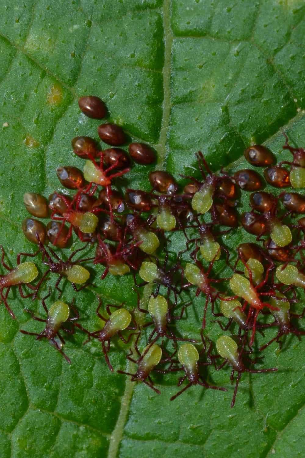 How to get rid of squash bugs naturally