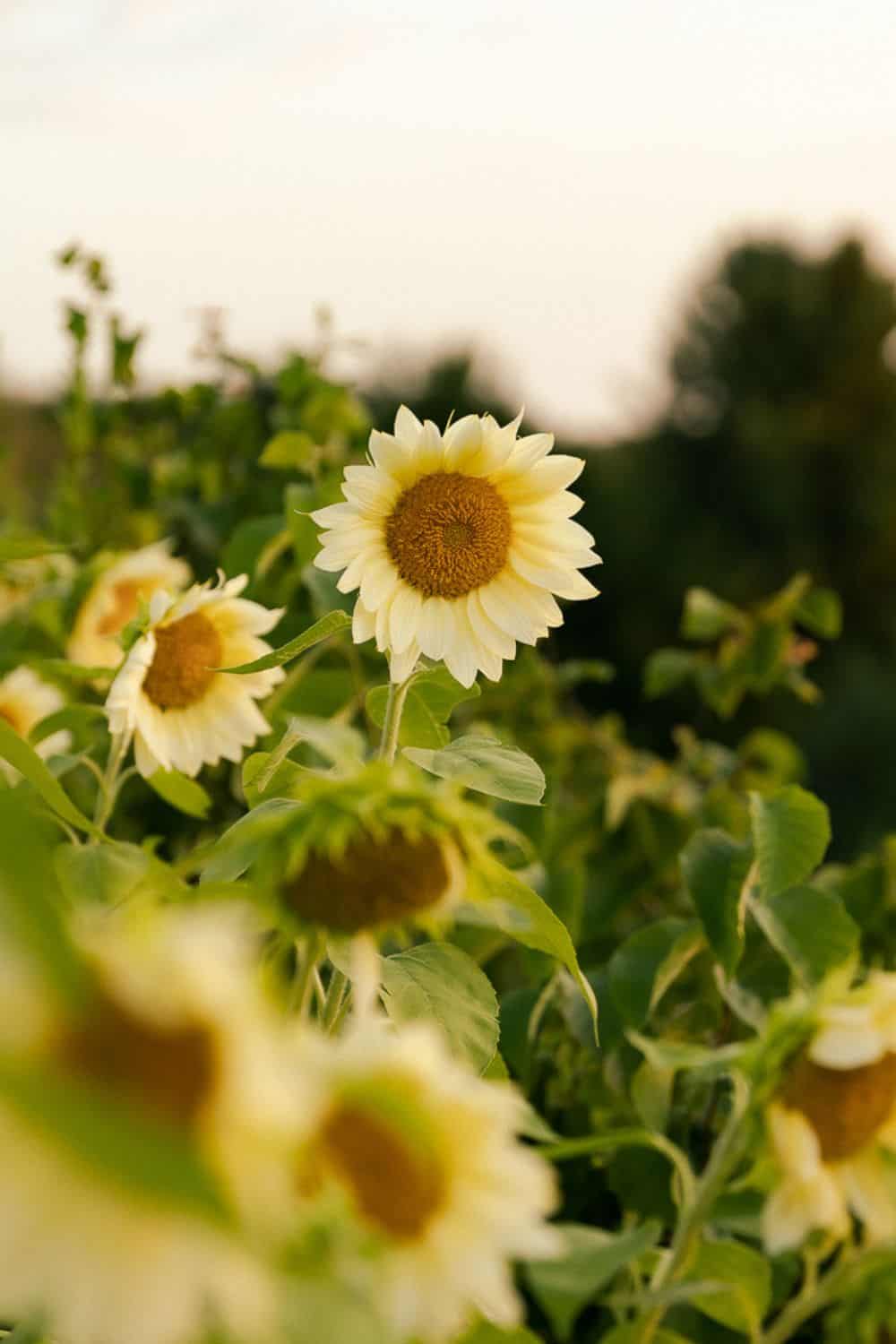 white light sunflowers growing together