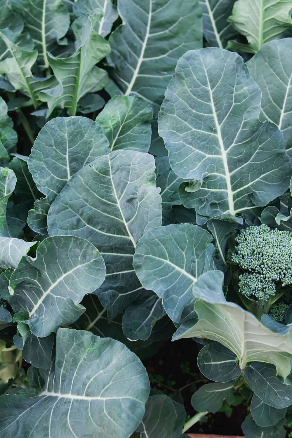 green broccoli leaves in the garden