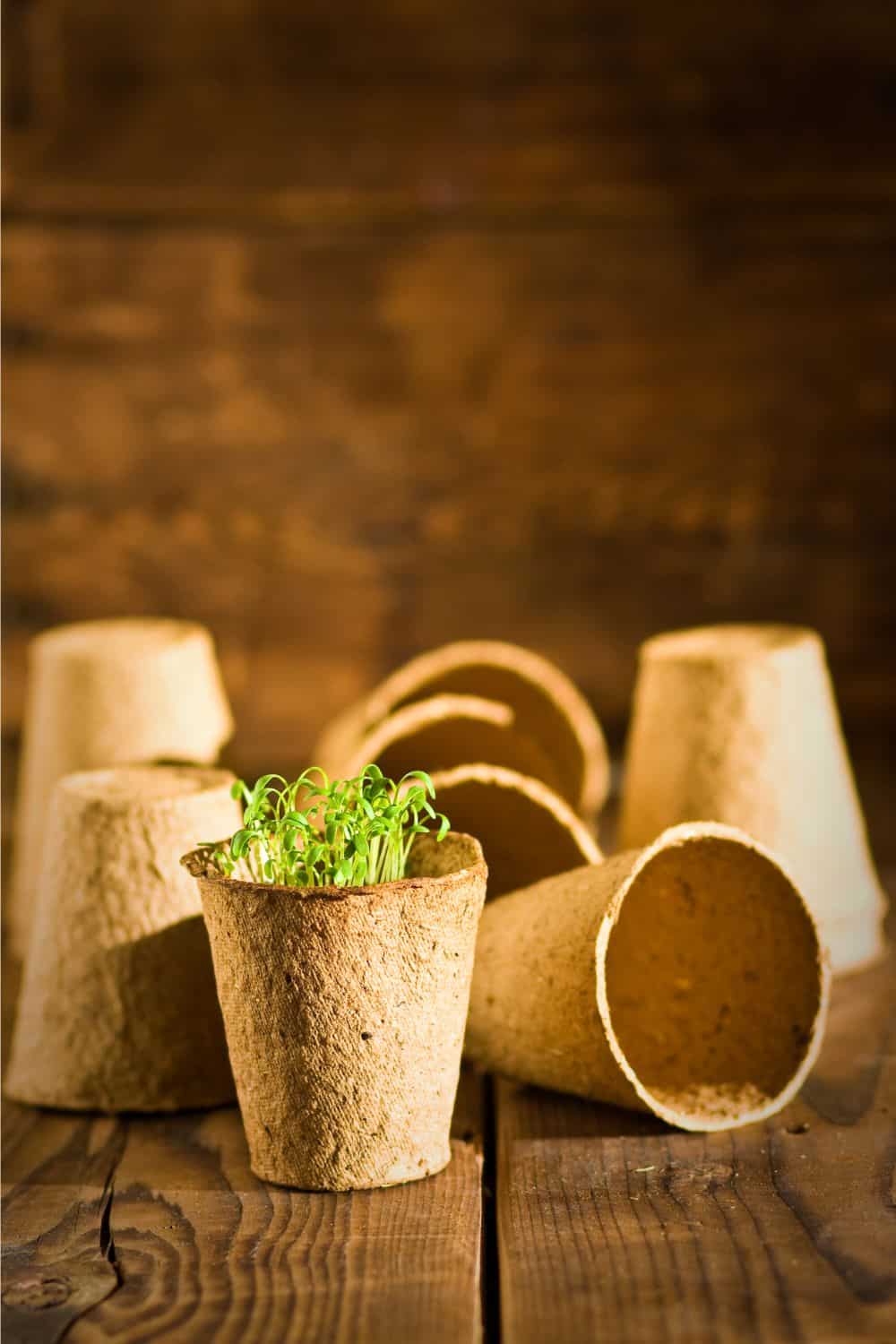 peat pots that are in a brown room and sprouts coming out