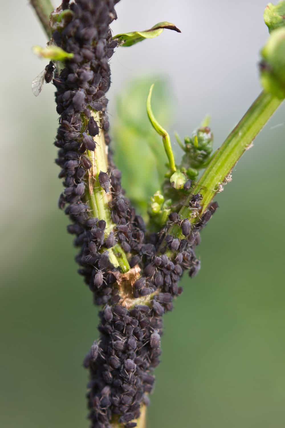 black aphids on a plant stem