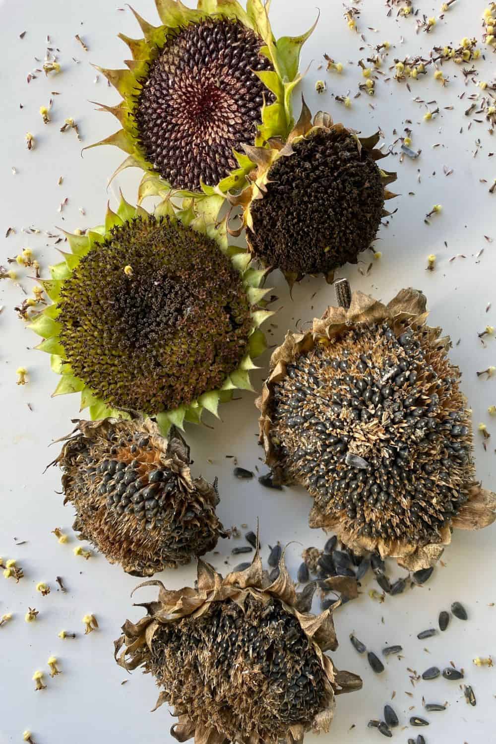 dried sunflower heads with seeds coming out on a white table