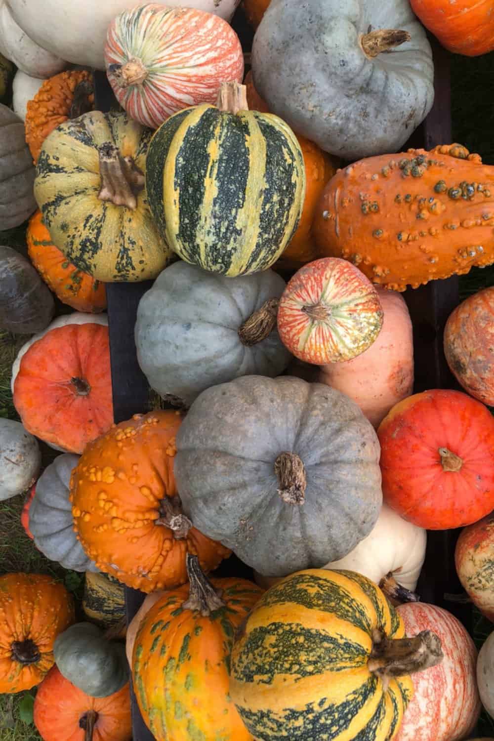 various types of pumpkins and squash all piled together
