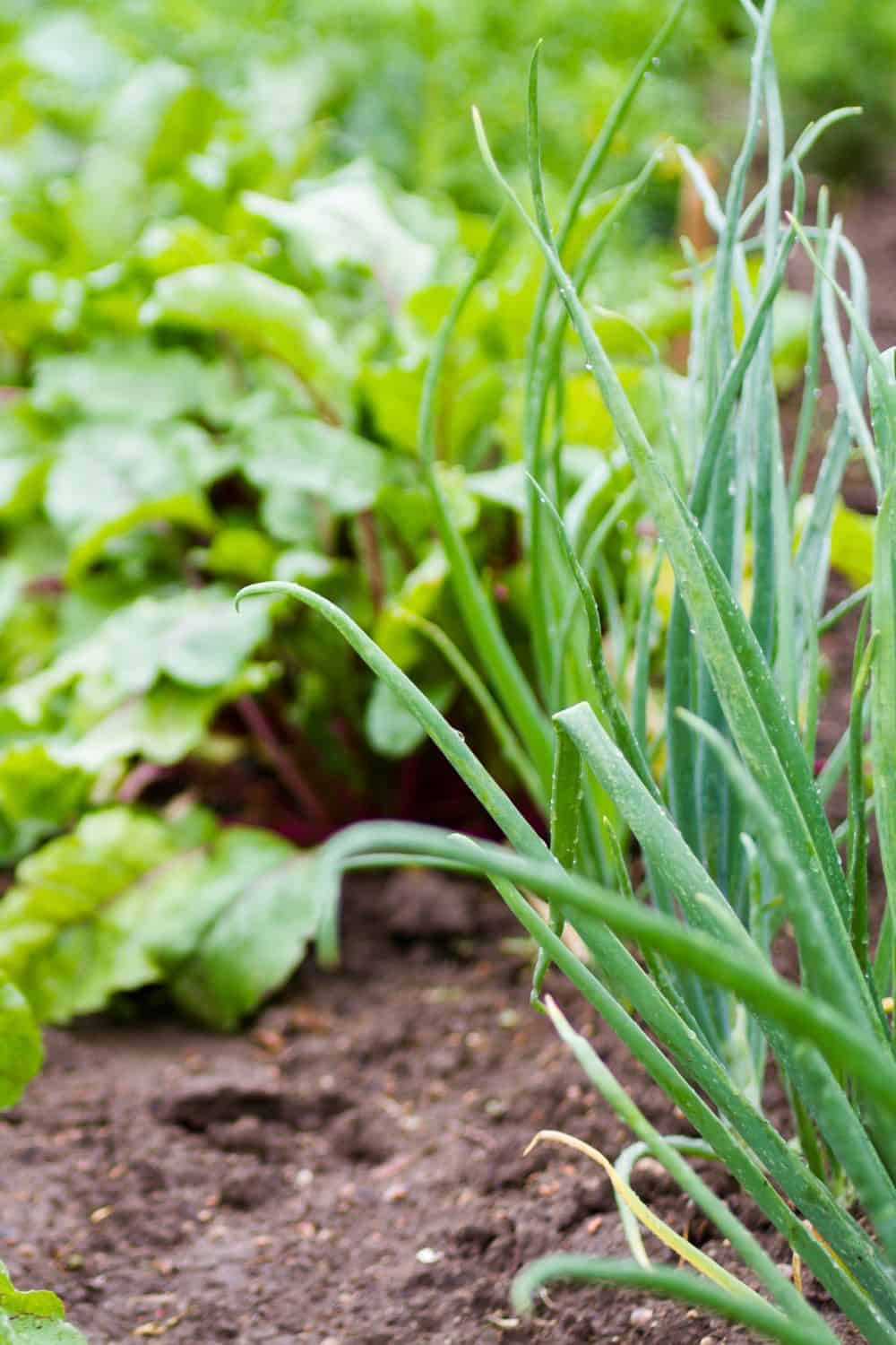 onions and swiss chard growing next to each other in the garden
