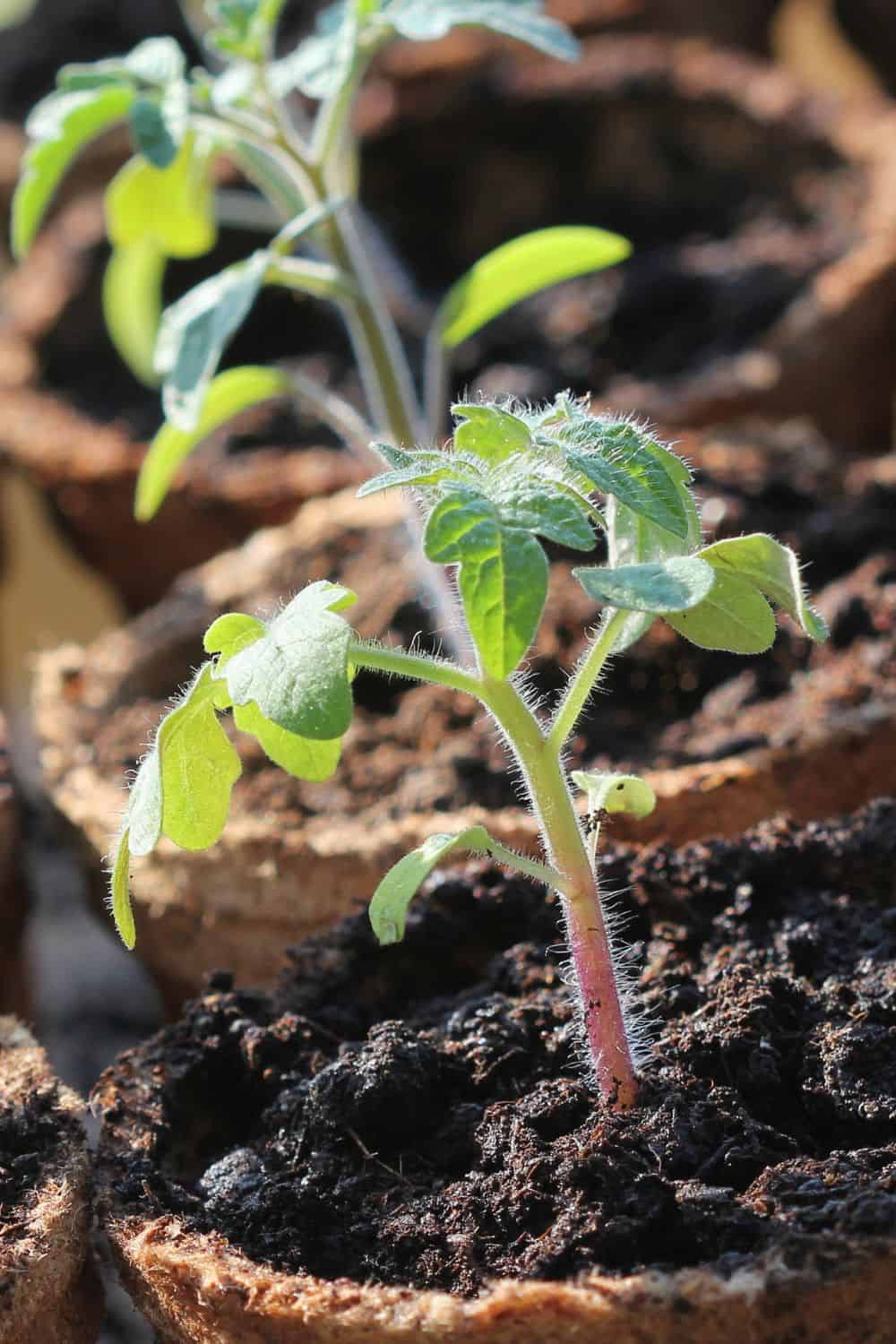 tomato plant seedlings