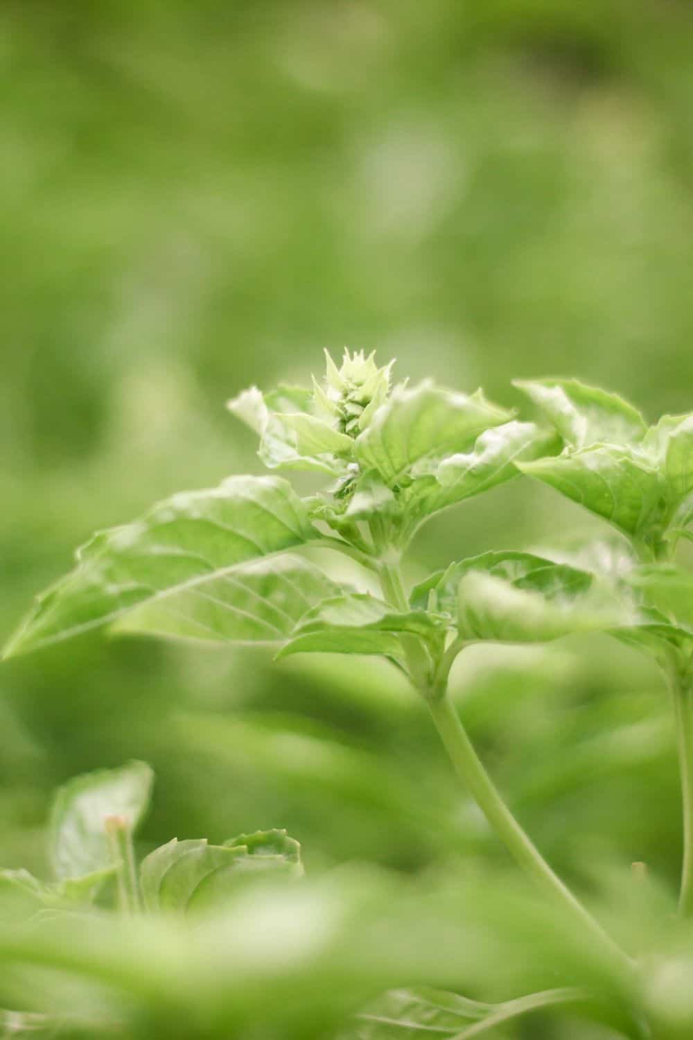 basil flowering