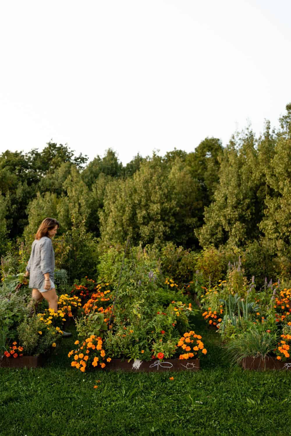 woman walking through raised bed garden with marigolds