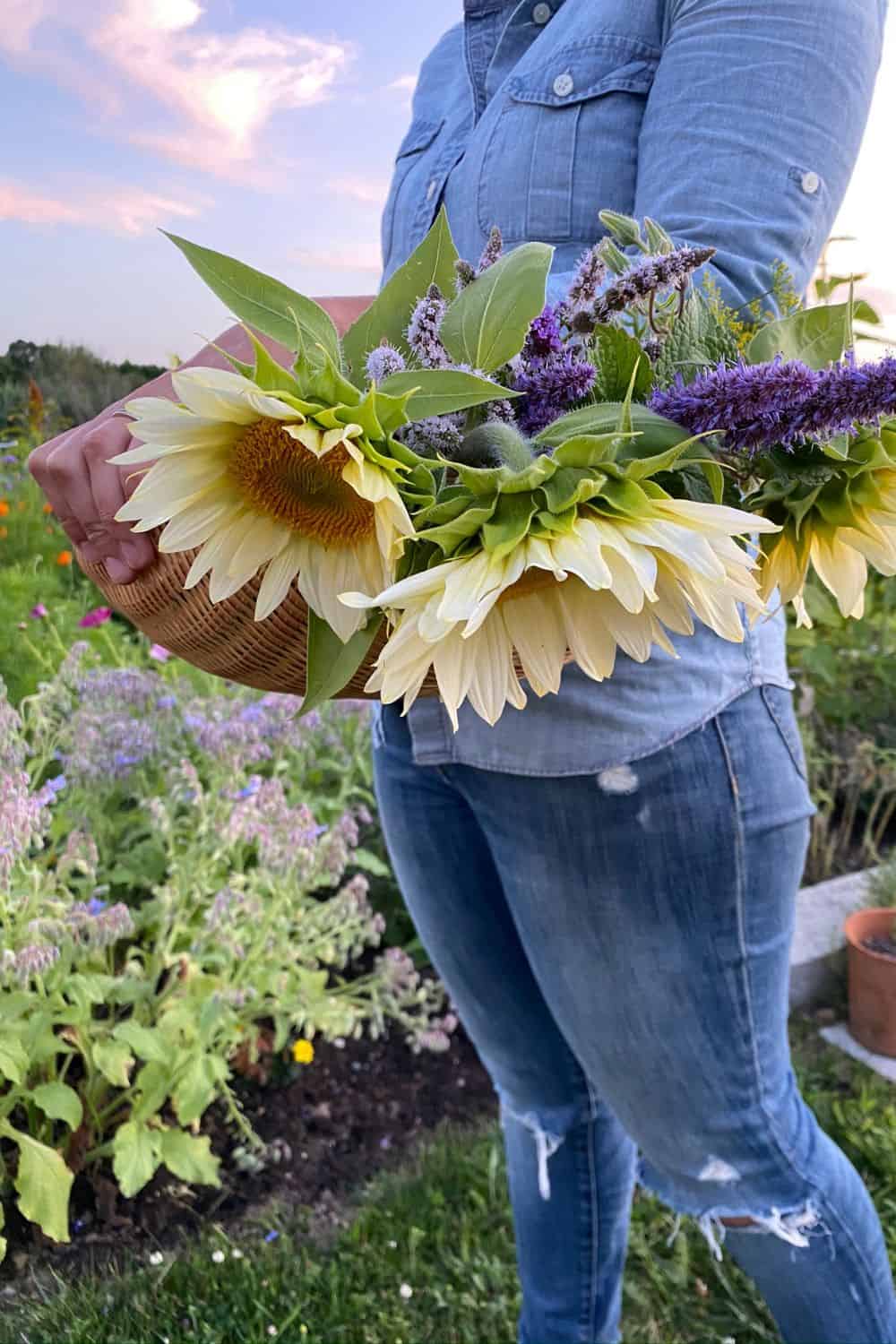 bouquet of white light sunflowers with purple flowers at sunset held by a woman in a chambray shirt