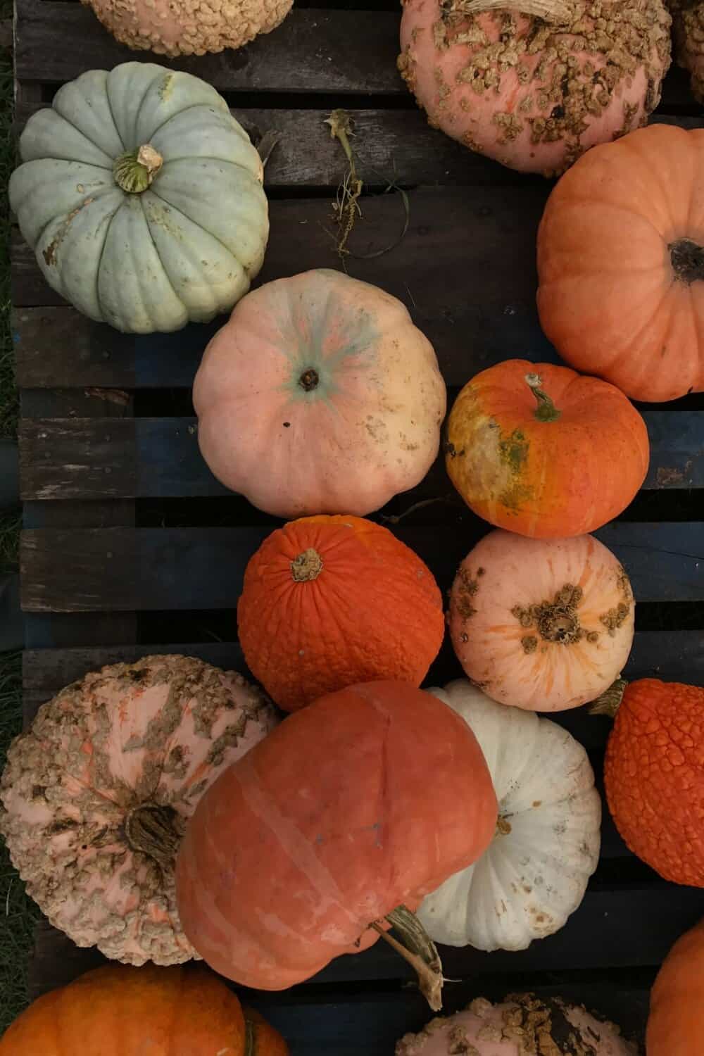 various colors of pumpkins and squash all piled together