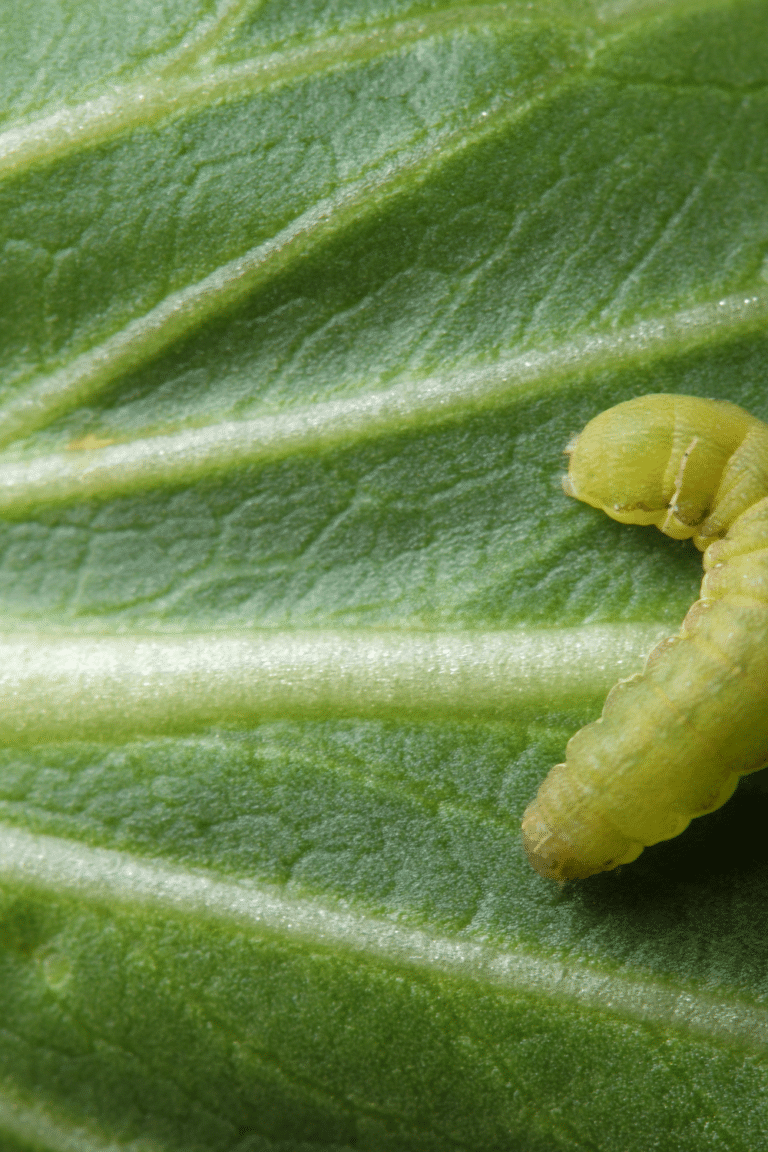 How To Get Rid of Cabbage Worms Organically: A Complete Guide – Top ...