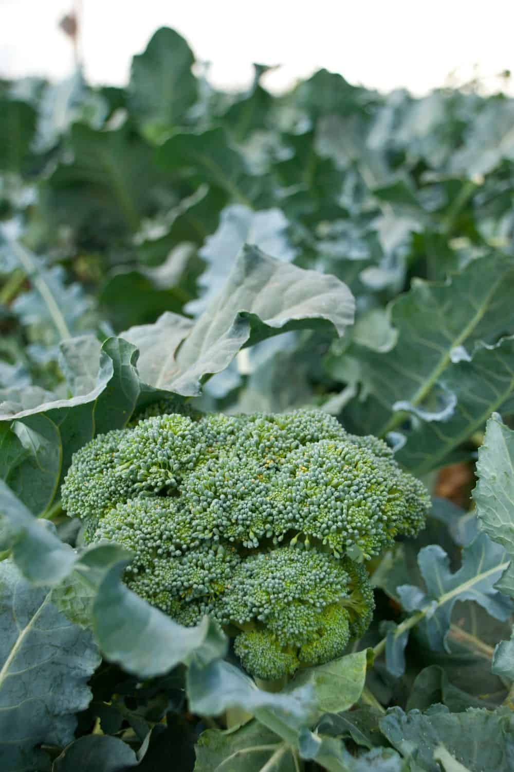 broccoli in a garden