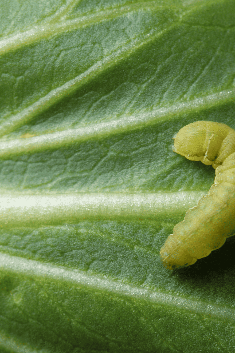 How to Get Rid of Cabbage Worms Naturally