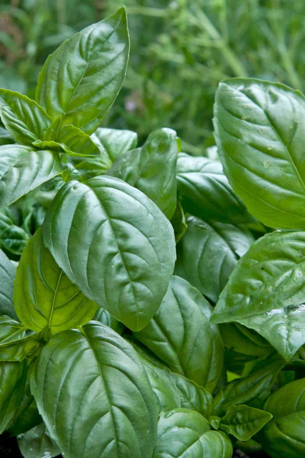 basil leaves