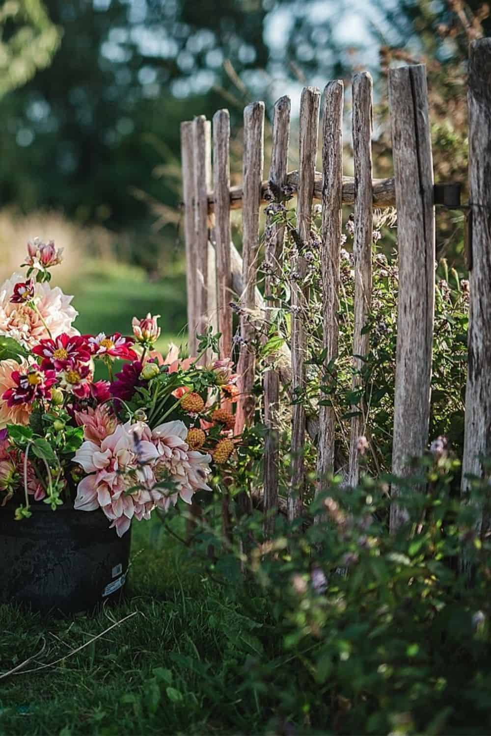 Stick and reclaimed wood gate with dahlia flowers