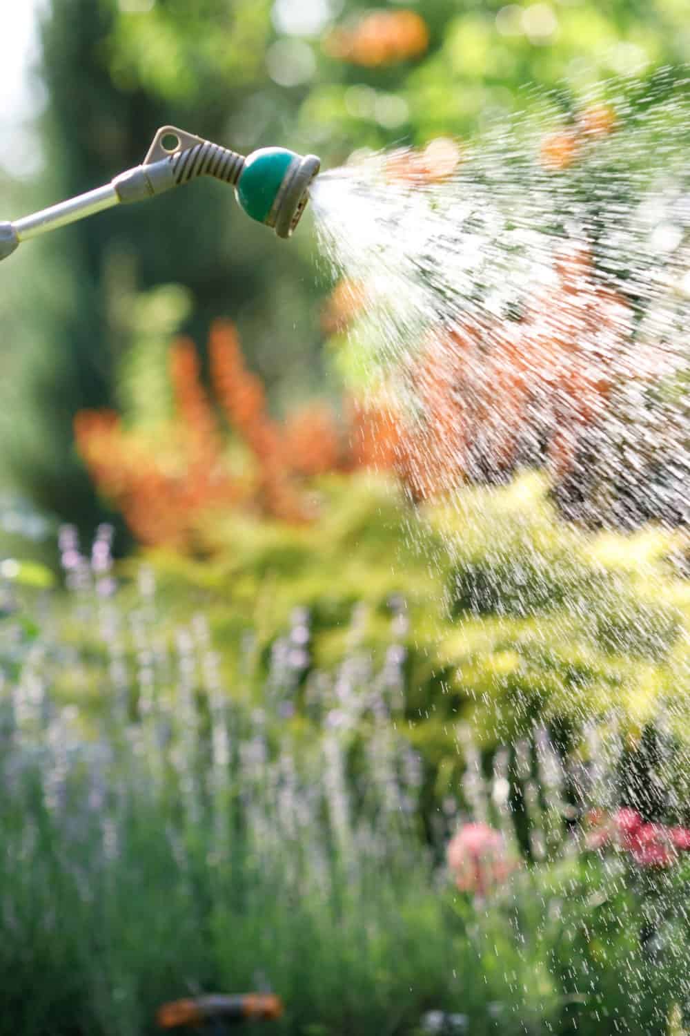water spraying on garden