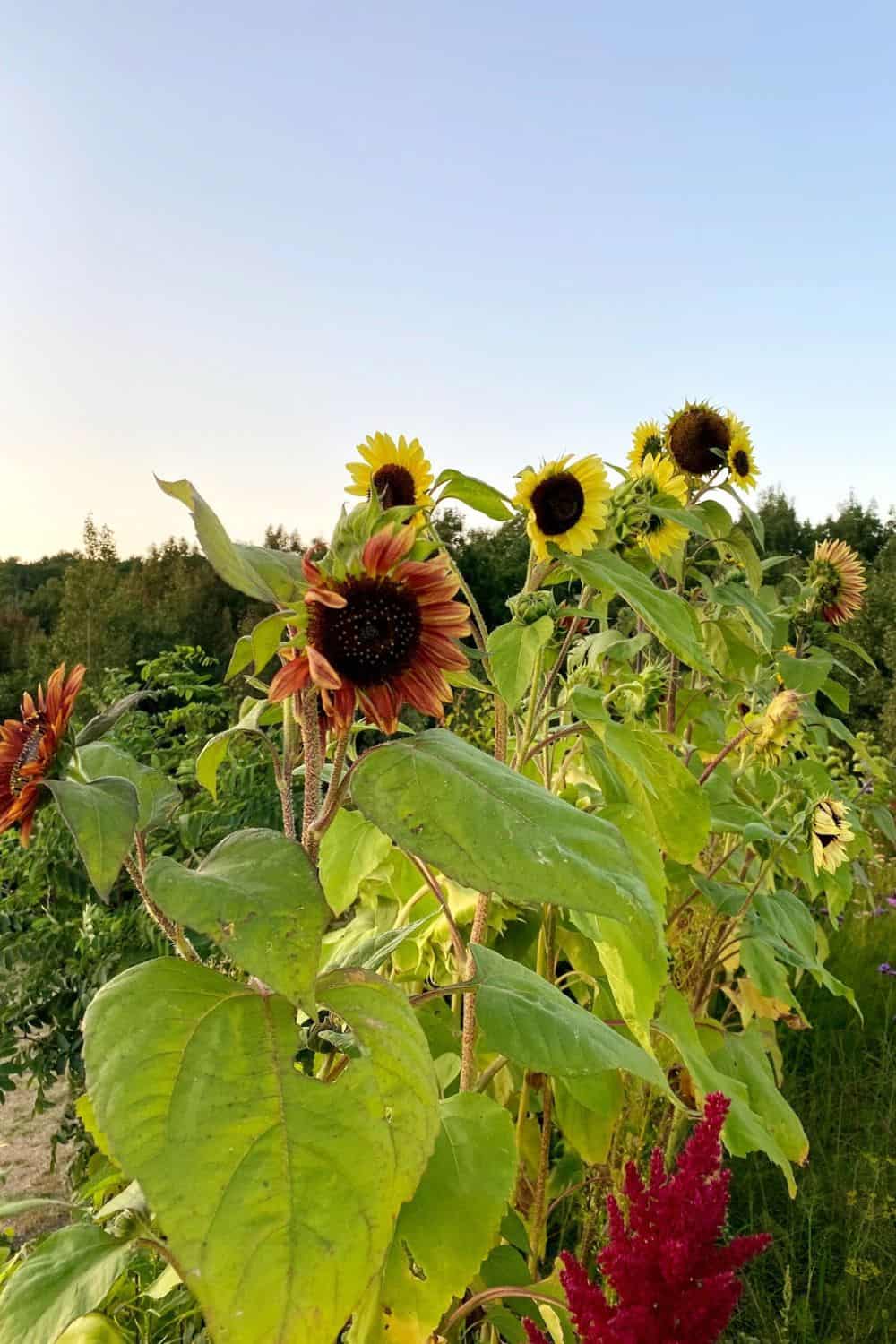 A variety of sunflowers growing together in a row
