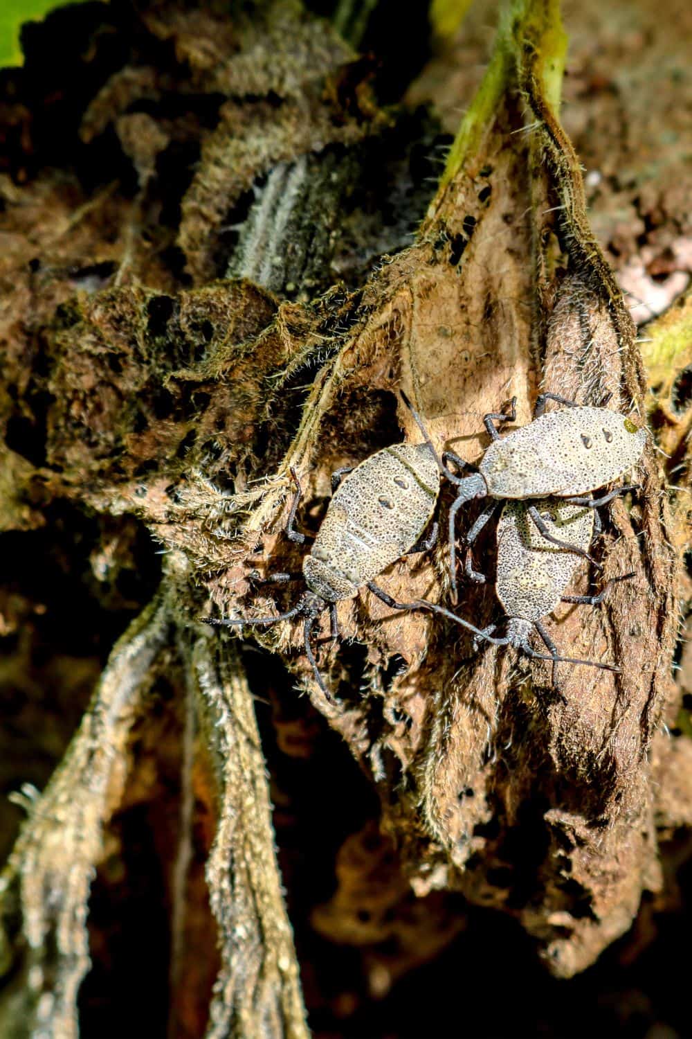 How to get rid of squash bugs naturally