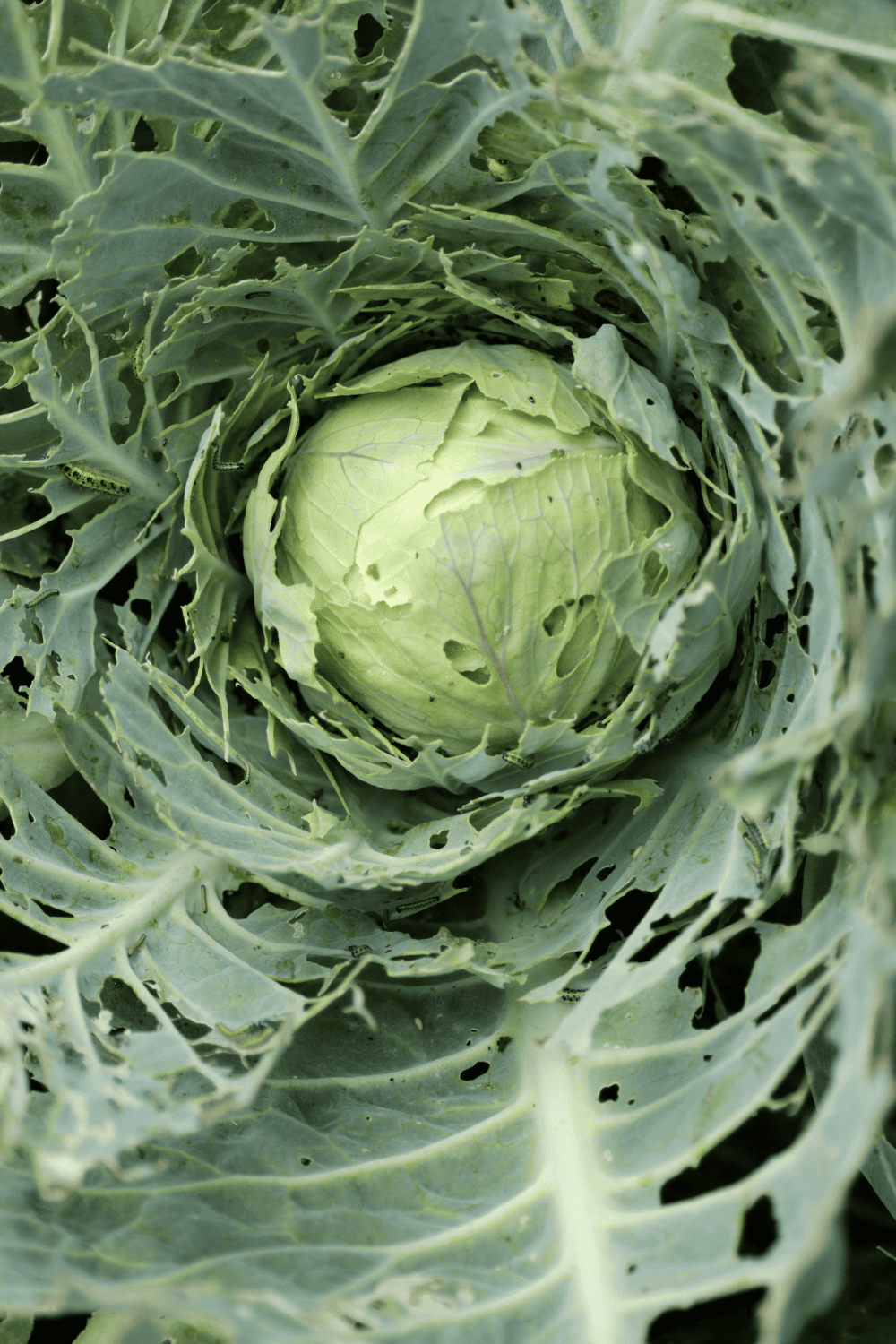How to Get Rid of Cabbage Worms Naturally