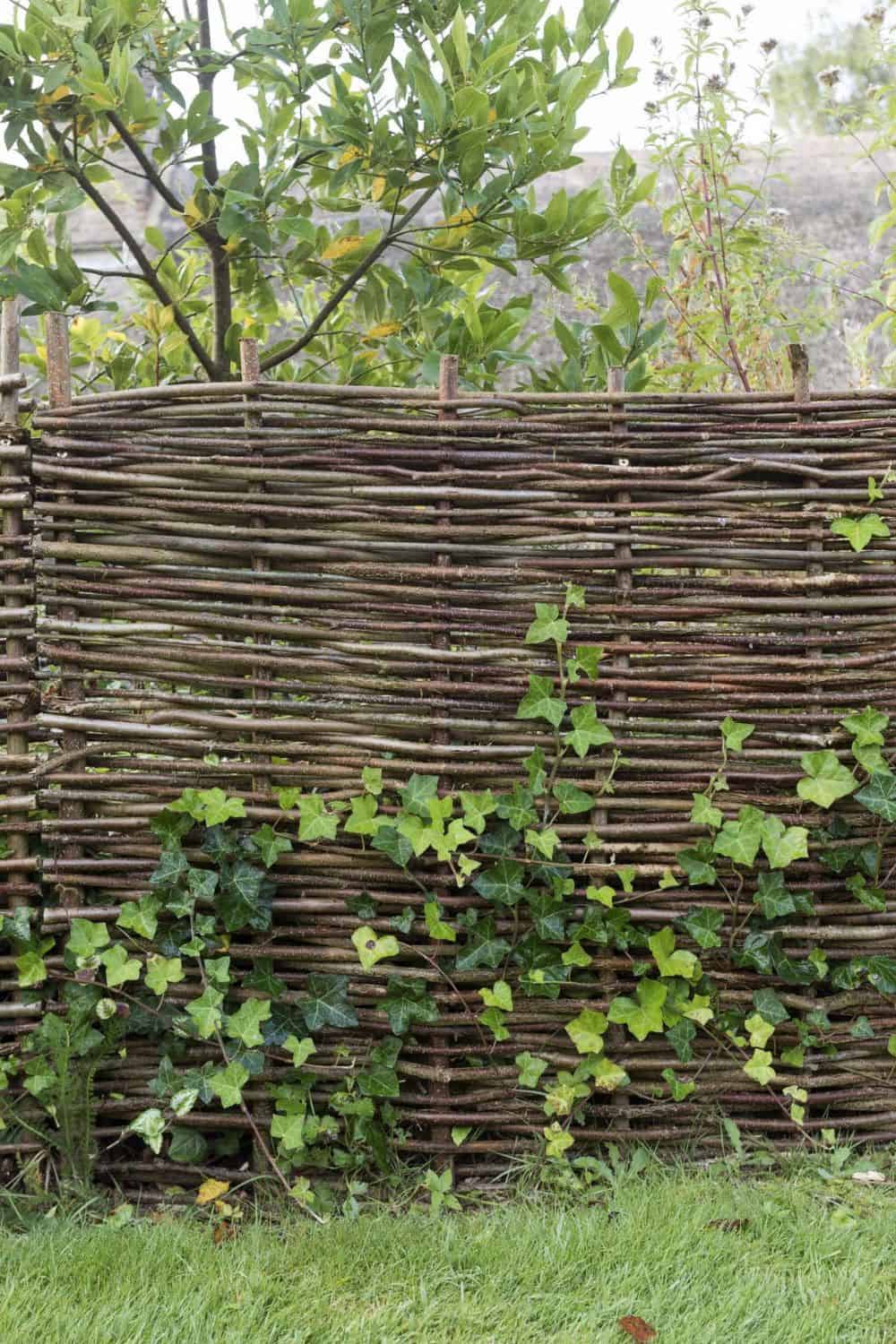 woven waddle fencing with ivy climbing on it