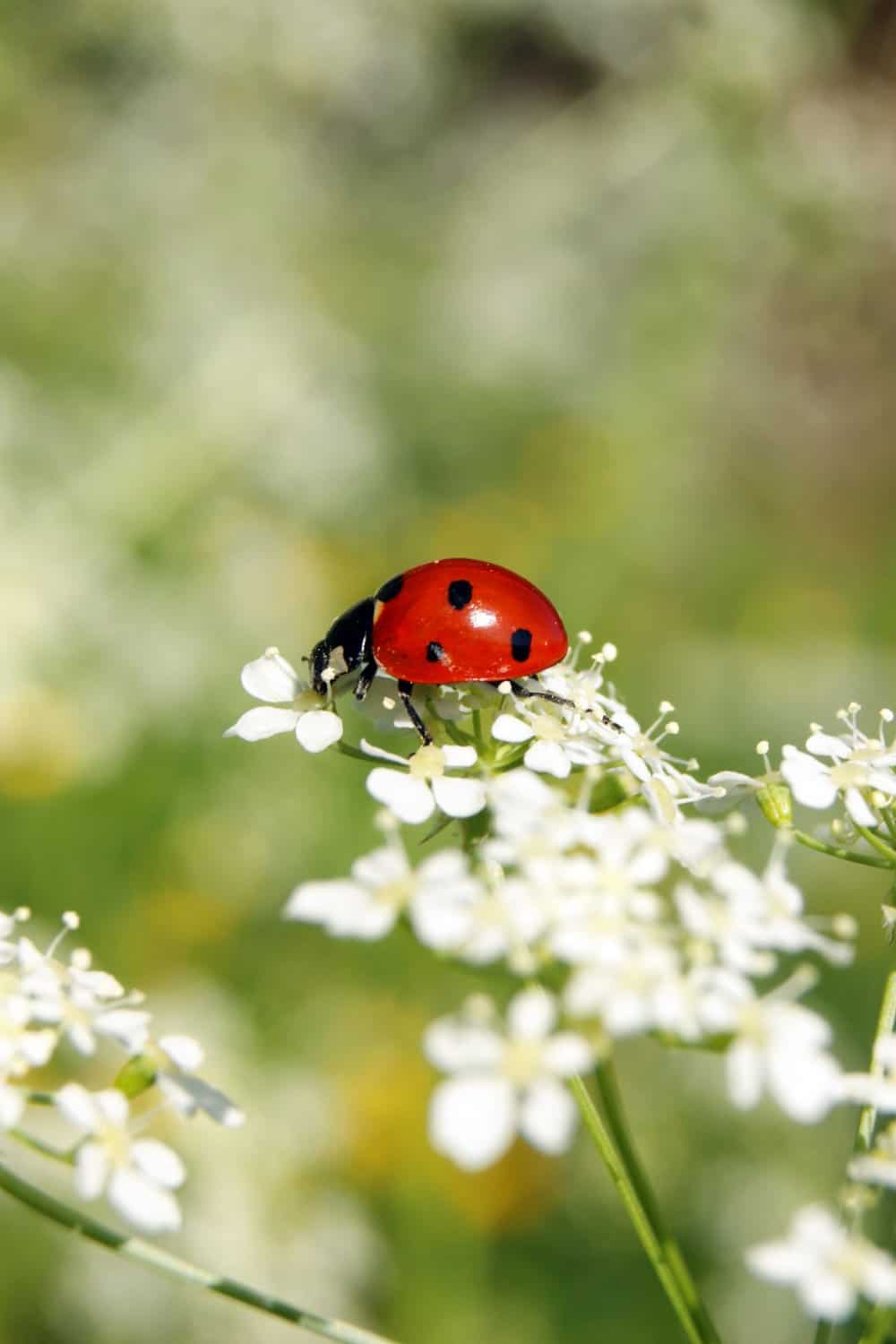 ladybug on cilantro flowers