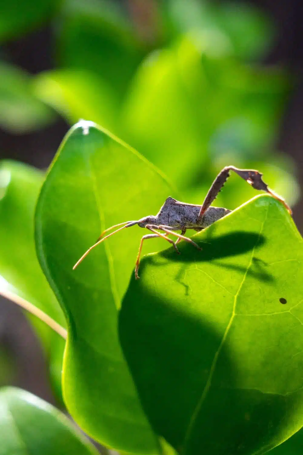 How to get rid of squash bugs naturally