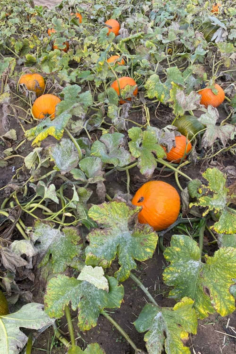 Orange pumpkins in a field with green leaves