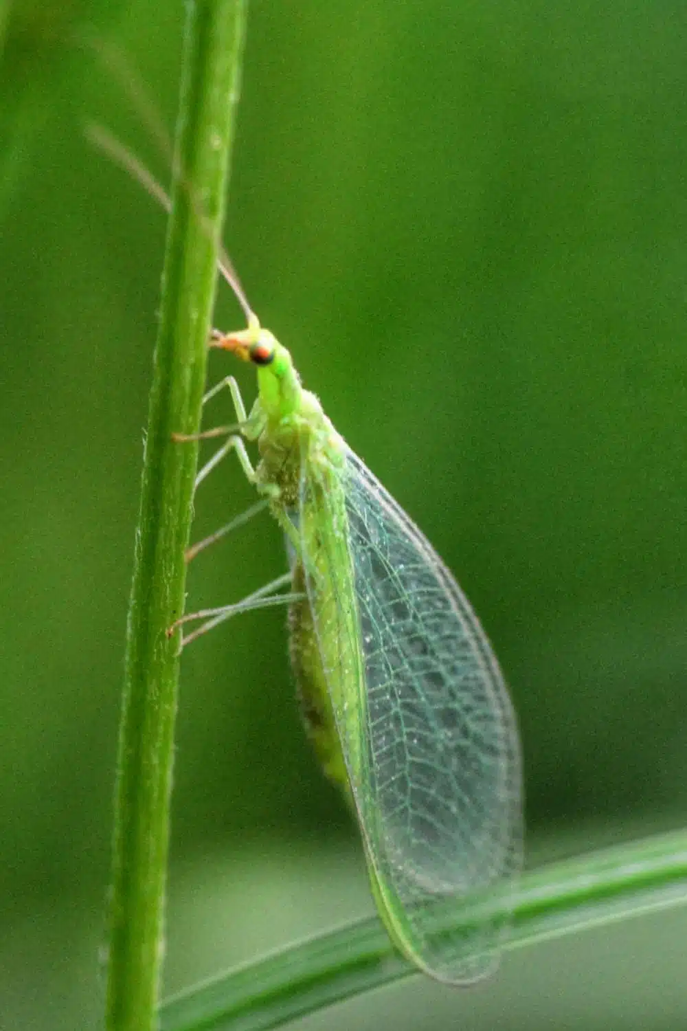 green lacewing on a plant stem