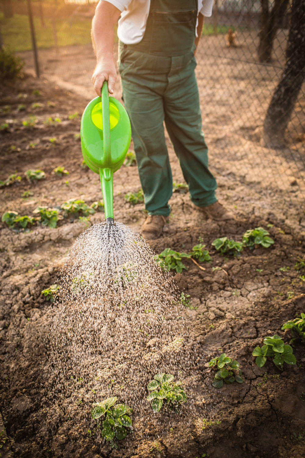 watering garden