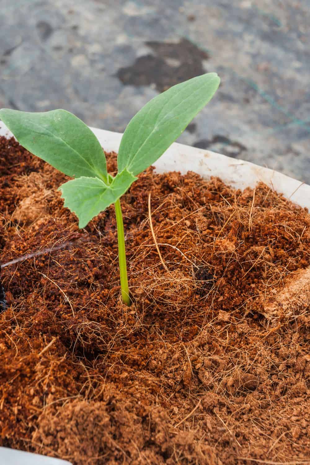 coco coir as a seed starting medium