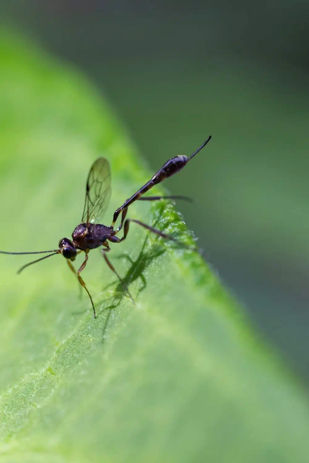 parasitic wasp on a leaf