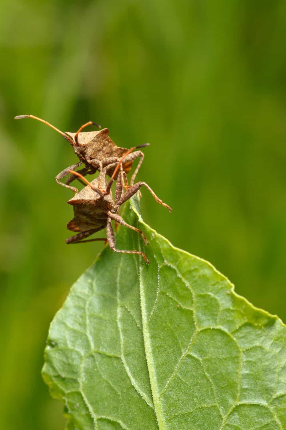 How to get rid of squash bugs naturally