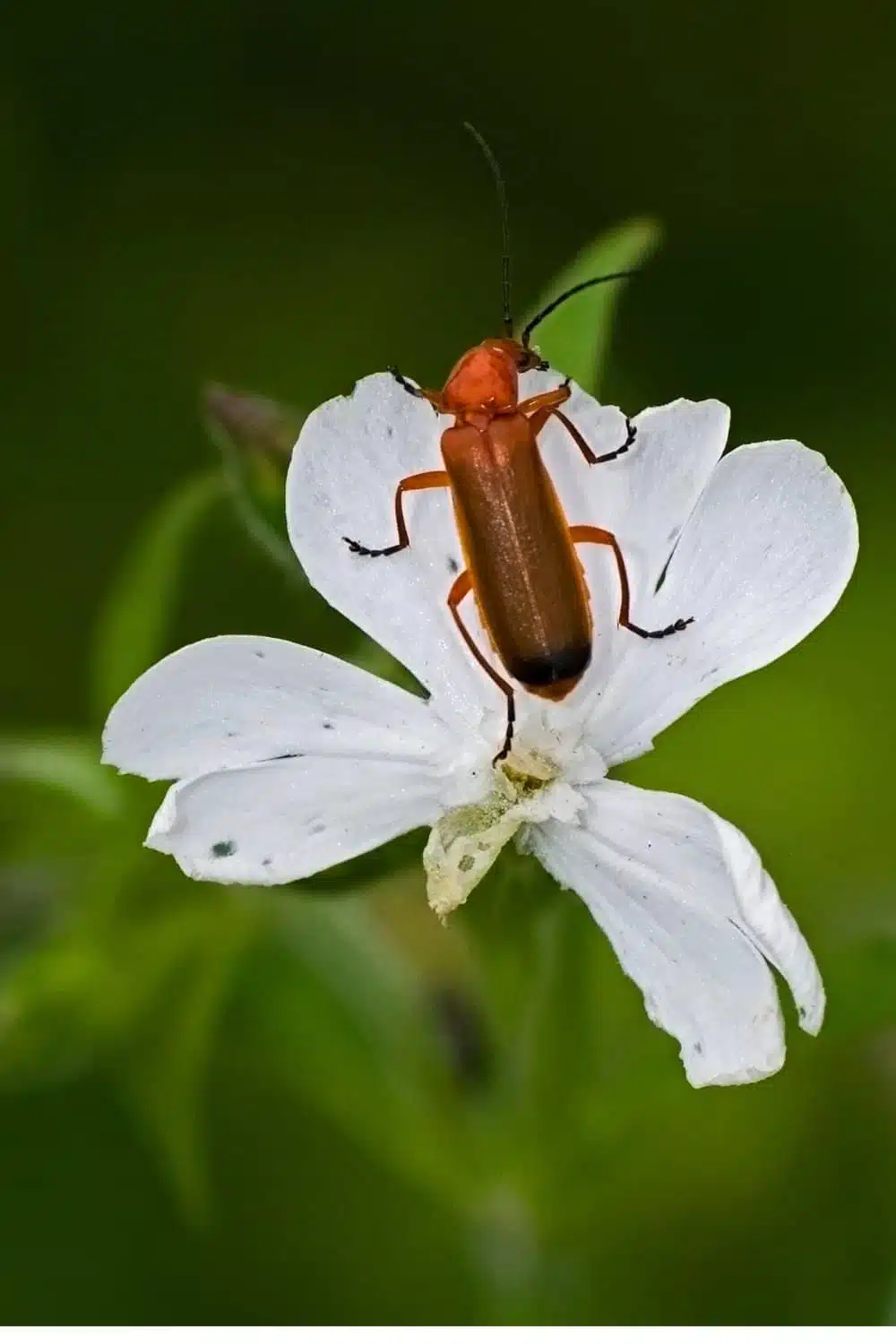 soldier beetle on a white flower