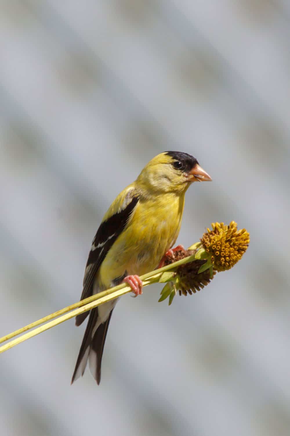 gold finch on flower stem