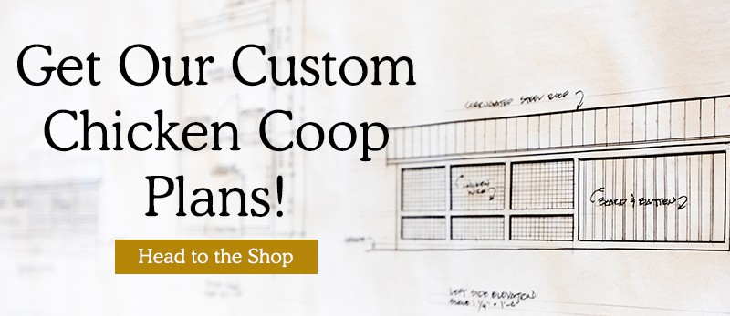 DIY Chicken Coop Plan sneak peak