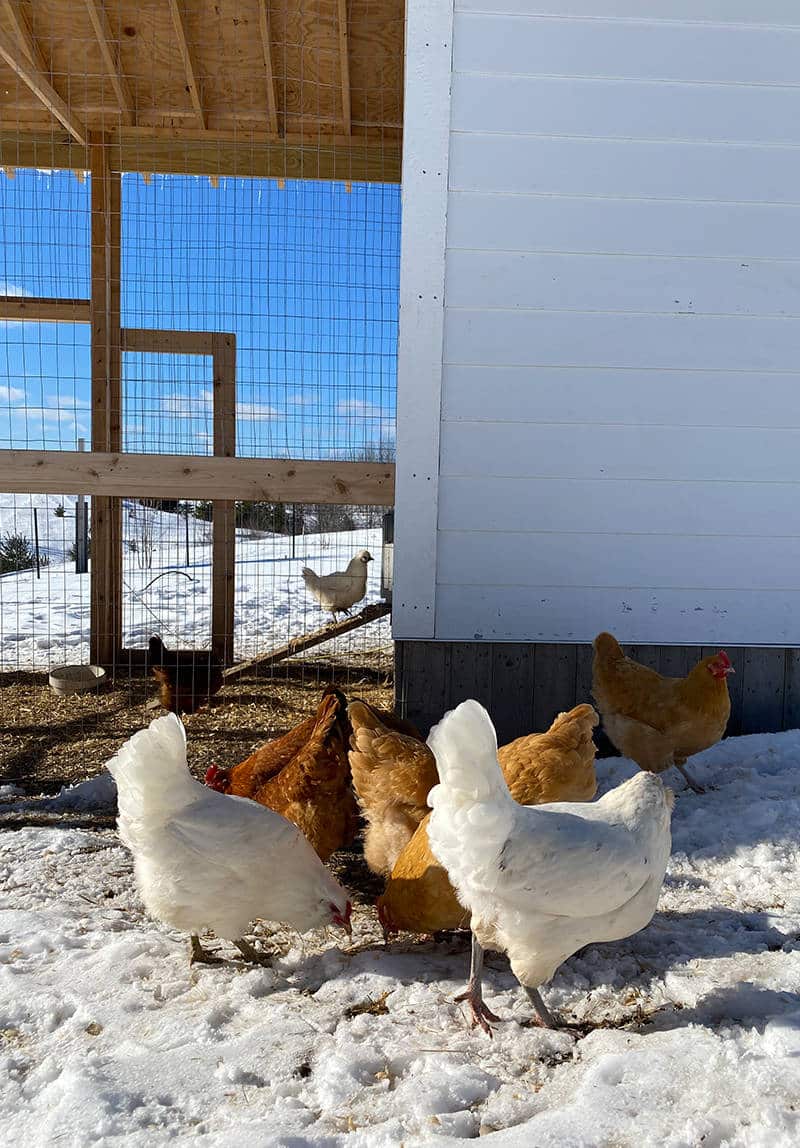 Best Chicken Water Heater in 2023 (Reviews and Comparison)