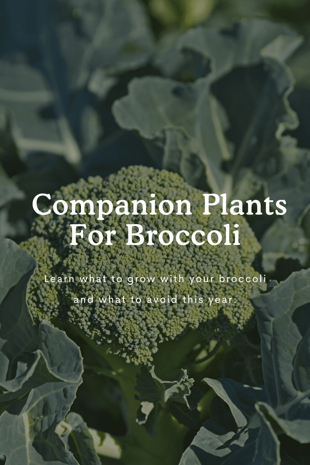 broccoli growing in a garden with text over the top